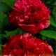 Paeonia sinensis - red