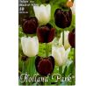 Tulipa Triumph - Black & White / 10ks v balení