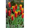 Tulipa Botanical - Chrysantha / 10ks v balení