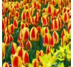 Tulipa - Stresa / 10ks v balení