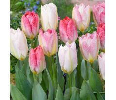 Tulipa - Flaming Purissima