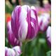 Tulipa - Flaming Flag / 10ks v balení