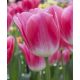 Tulipa  - Dynasty / 10ks v balení