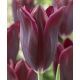 Tulipa -  Havran / 8ks v balení