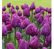 Tulipa -  Negrita / 10ks v balení