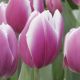 Tulipa -  Synaeda Blue / 10ks v balení