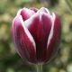Tulipa - Fontainebleau / 8ks v balení