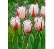Tulipa - Happy Generation / 10ks v balení