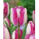 Tulipa - Hotpants / 10ks v balení
