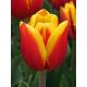 Tulipa - Kees Nelis / 10ks v balení