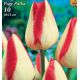 Tulipa - Page Polka / 10ks v balení