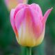 Tulipa - Tom Pouce / 8ks v balení