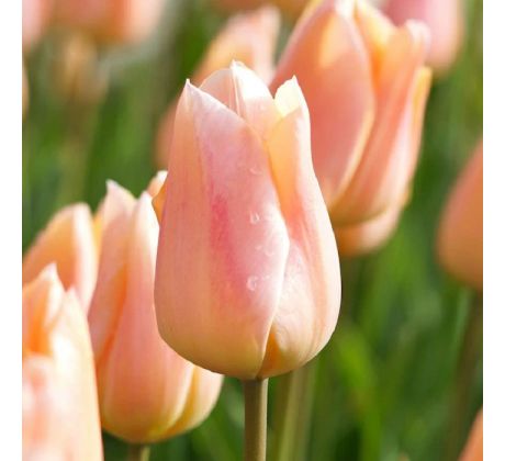 Tulipa Single Early - Apricot Beauty / 10ks v balení