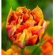 Tulipa - Willem van Oranje / 10ks v balení