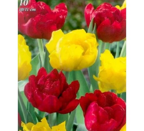 Tulipa Double Early - Red & Yellow / 10ks v balení