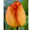 Tulipa - Daydream / 10ks v balení