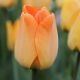 Tulipa - Daydream / 10ks v balení