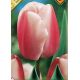 Tulipa - Ollioules / 8ks v balení