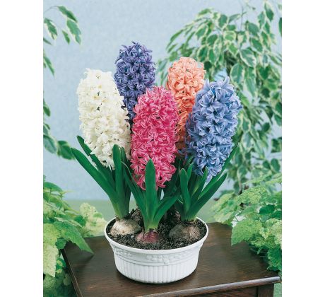 Hyacinthus prepared -Indoor Culture / 3ks v balení