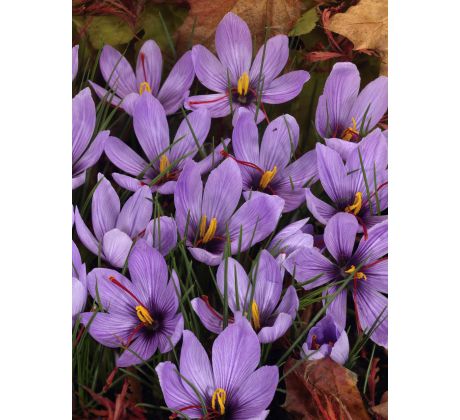 Crocus - sativus / 10ks v balení