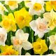 Narcissus large flowered -mixed / 8ks v balení