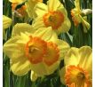 Narcissus - Delibes / 5ks v balení