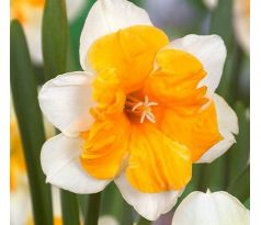 Narcissi - Orangery / 5ks v balení