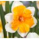 Narcissi - Orangery / 5ks v balení
