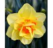 Narcissus  - Tahity / 5ks v balení