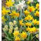 Narcissus - Dwarf/botanical mixed / 10ks v balení