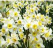 Narcissi Botanical - Tazetta Minnow / 10ks v balení