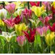 Tulipa Viridiflora - mixed / 10ks v balení