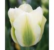 Tulipa - Spring Green / 10ks v balení
