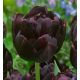 Tulipa - BlackHero / 5ks v balení