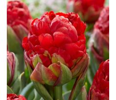 Tulipa - Ice Cream Strawberry