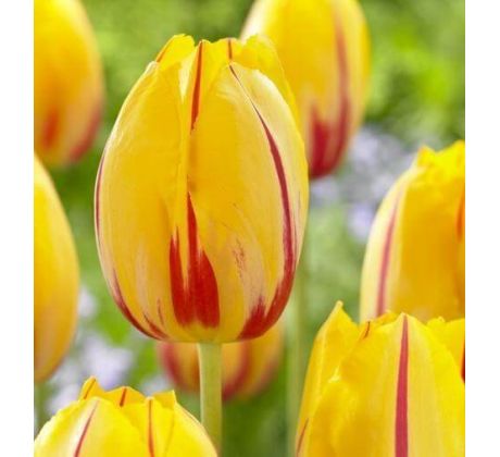 Tulipa - La Courtine / 10ks v balení