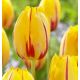 Tulipa - La Courtine / 10ks v balení