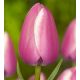 Tulipa - Jumbo Beauty