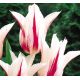 Tulipa - Marylin / 8ks v balení