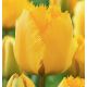 Tulipa - Crystal Star/ 10ks v balení