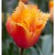 Tulipa - Lambada / 10ks v balení