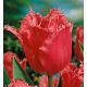 Tulipa - Red Wing / 10ks v balení