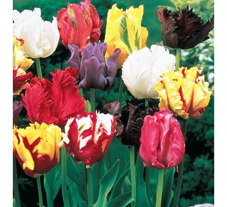 Tulipa Parrot - mixed / 10ks v balení