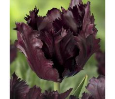 Tulipa - Black Parrot / 8ks v balení
