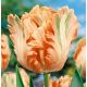 Tulipa - Apricot Parrot / 8ks v balení
