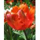 Tulipa Parrot - Orange Favourite