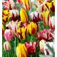 Tulipa - Rembrandt mix / 10ks v balení