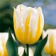 Tulipa - Flaming Coquette / 10 ks v balení