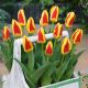 Tulipa - Stresa / 10ks v balení