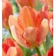 Tulipa - Apricot Emperor